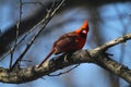 Vibrant Red Male Cardinal - Cardinalis cardinalis - II Royalty Free Stock Photo
